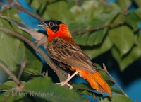 Euplectes franciscanus - Orange Bishop