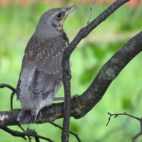 Turdus pilaris - Fieldfare