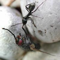 Image of: Formica subsericea, Stomoxys calcitrans (stable fly)