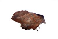 Image of: Phyllodesma americana (lappet moth)