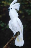 Cacatua alba - White Cockatoo