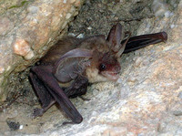 Plecotus auritus - Brown Big-eared Bat