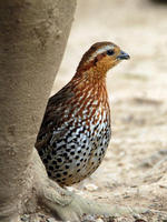 Image of: Bambusicola fytchii (mountain bamboo-partridge)