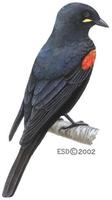 Image of: Campephaga phoenicea (red-shouldered cuckooshrike)