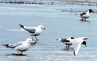 Image of: Larus pipixcan (Franklin's gull), Larus delawarensis (ring-billed gull)