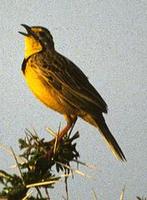 Image of: Macronyx croceus (yellow-throated longclaw)