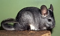 Chinchilla lanigera - Long-tailed Chinchilla