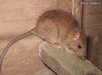 Rattus rattus - Black Rat