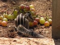 Funambulus pennantii - Northern Palm Squirrel