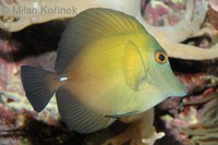 Zebrasoma scopas - Blue-lined Tang