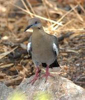 Image of: Zenaida asiatica (white-winged dove)