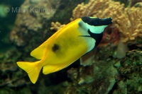 Siganus vulpinus - Common Foxface