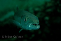 Sphyraena barracuda - Great barracuda