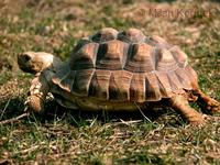 Geochelone sulcata - African Spurred Tortoise