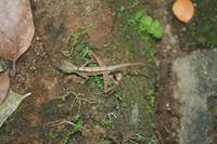 Otocryptis nigristigma