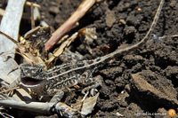 Grassland earless dragon (Tympanocryptis pinguicolla)