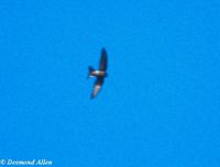 Fork-tailed Swift - Apus pacificus