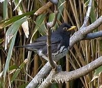 Japanese Thrush - Turdus cardis