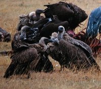 White-backed Vulture - Gyps africanus