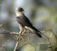 Dickinson's Kestrel - Falco dickinsoni