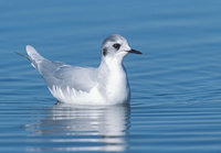 Little Gull (Larus minutus) photo