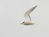 Aleutian Tern - Sterna aleutica