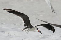 Black Skimmer - Rynchops niger