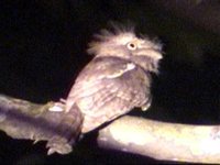 Javan Frogmouth - Batrachostomus javensis