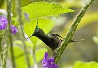 Wire-crested Thorntail - Popelairia popelairii