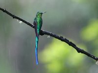 Long-tailed Sylph - Aglaiocercus kingi