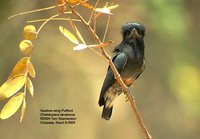 Swallow-wing - Chelidoptera tenebrosa