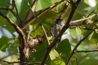 White-wedged Piculet - Picumnus albosquamatus