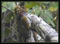 Golden-olive Woodpecker - Piculus rubiginosus