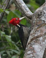 Pale-billed Woodpecker - Campephilus guatemalensis