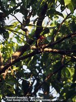 Banded Broadbill - Eurylaimus javanicus