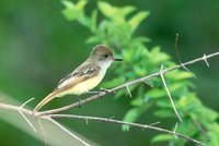 Brown-crested Flycatcher - Myiarchus tyrannulus