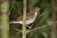 White-necked Thrush - Turdus albicollis