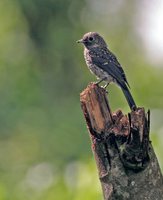 White-eyed Slaty-Flycatcher - Melaenornis fischeri