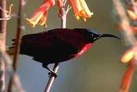 Scarlet-chested Sunbird - Chalcomitra senegalensis