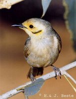 Yellow-tinted Honeyeater - Lichenostomus flavescens