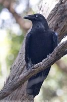 Forest Raven - Corvus tasmanicus