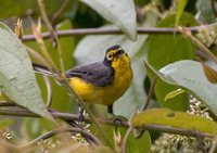 Spectacled Redstart - Myioborus melanocephalus