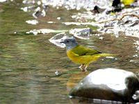 Gray-headed Tanager - Eucometis penicillata