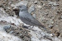 Plumbeous Sierra-Finch - Phrygilus unicolor