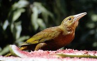 Russet-backed Oropendola - Psarocolius angustifrons