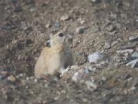 Koslov's Pika (Ochotona koslowi)