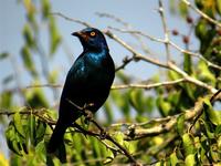 Glossy starling taken at Mkuze Game Reserve.