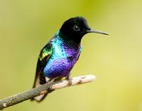 Velvet-purple coronet