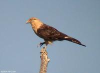 Yellow-headed Caracara (Milvago chimachima)