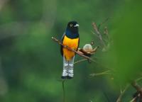 Violaceous Trogon  